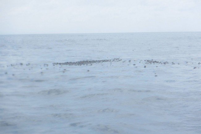 Oil balls floating at the surface between Tioman and Labas Island