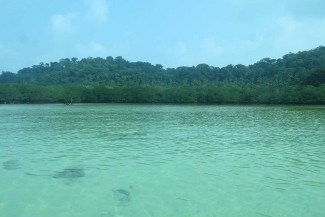 Beautiful Mangrove forests