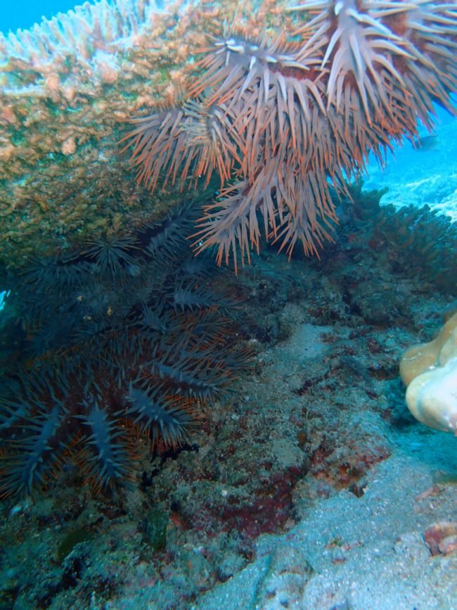 Crown of Thorns munching on the coral