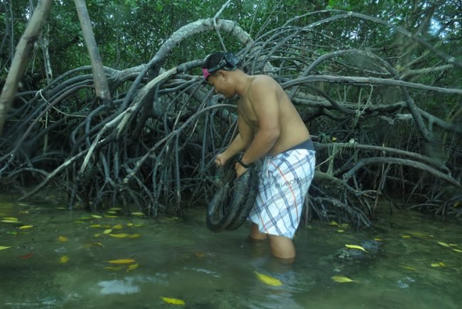 Faiz working hard to remove tyres from the mangrove roots