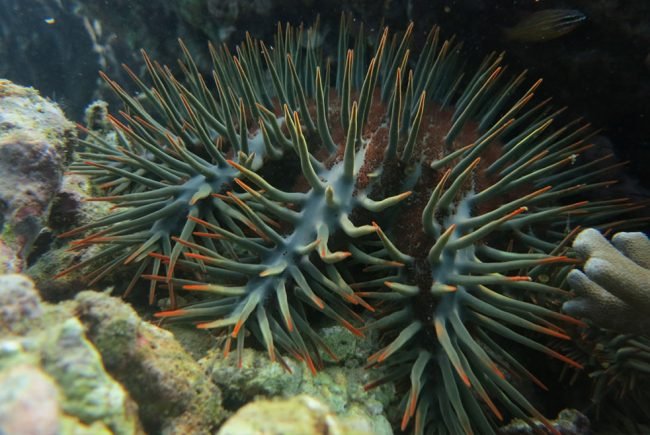 The pesky Crown Of Thorns Starfish