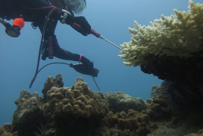 Awesome buoyancy is needed to inject the destructive COTs