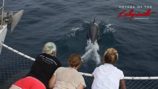 Dolphins spotted on the journey to Coral Island