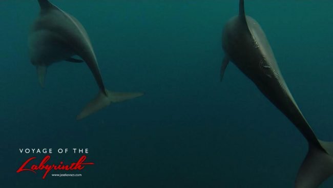 A pod of dolphins playing with the yacht on the journey to Coral Island
