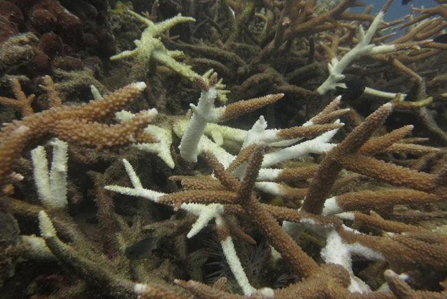 COTs leave their tell tale white trail through the coral