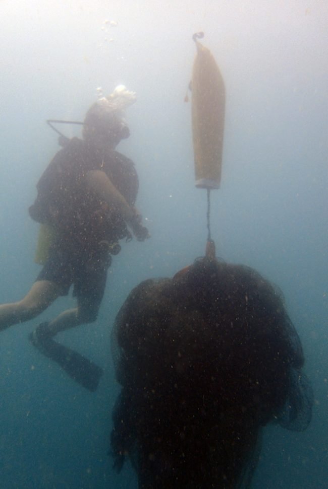 Net drifts to the surface for collection
