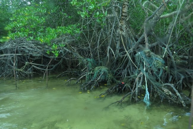 The true effect of floating marine debris