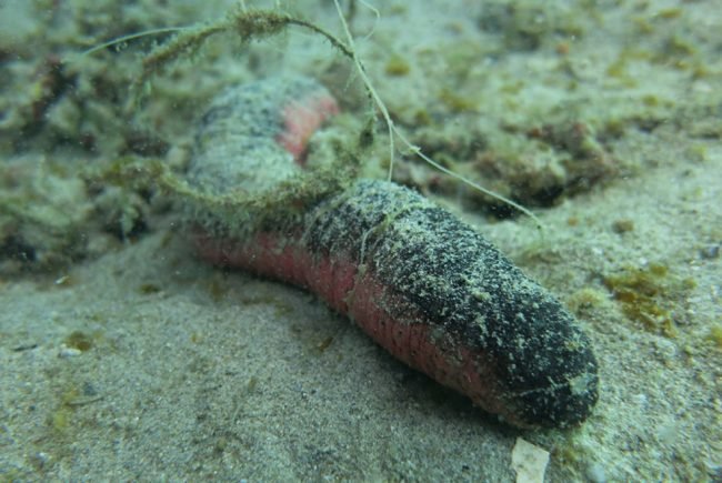 Sea cucumber entangled in fishing line