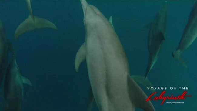 A pod of dolphins playing in the bow waves