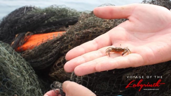 Removing entangled crustaceans