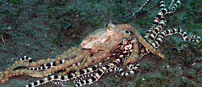 Mating Mimic Octopus