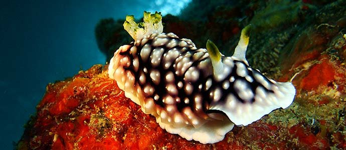 Nudibranch heaven on Tioman