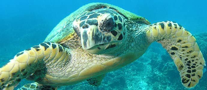 Turtles on Tioman